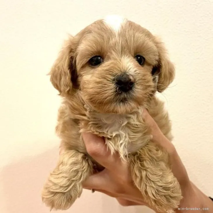 ID:2212-03358の子犬