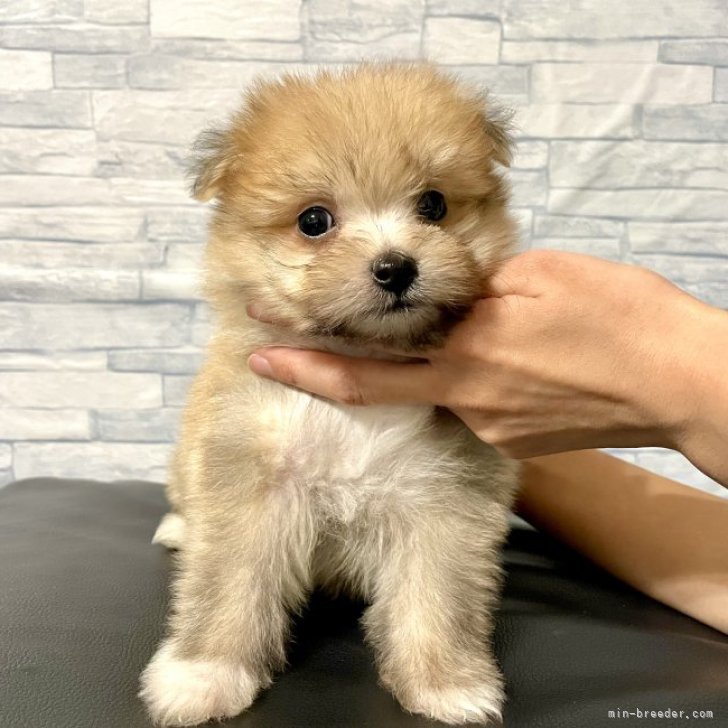 mikamaruオーダー限定品ポメラニアンどっしりワイドキャラメルポーチ他 dog_img_1_dbe05e4cecb6.jpg