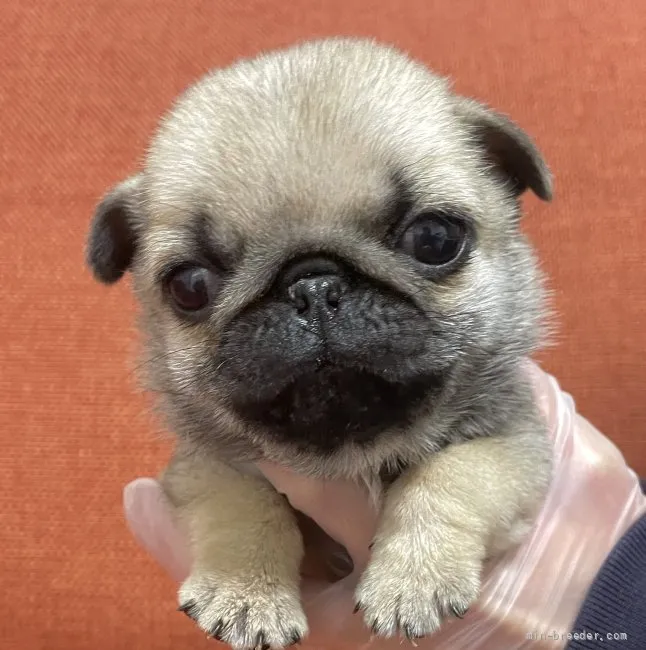 ID:2201-01578の子犬