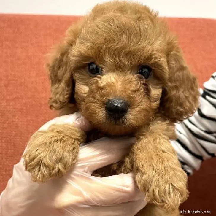 ヨウイチ 様のお迎えした子犬