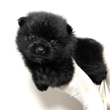 ポメラニアン【茨城県・女の子・2023年7月22日・ブラック】の写真「毛量たっぷりの真っ黒毛な女の子！！」