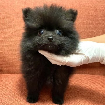ポメラニアン【茨城県・男の子・2023年7月22日・ブラック】の写真「今週末までの特別価格。」