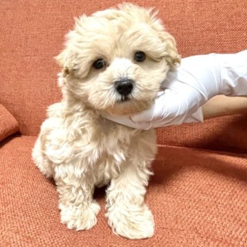 マルプー(マルチーズ✖️トイプードル)【茨城県・男の子・2023年3月18日・クリーム】の写真「すぐにお引き渡しが可能です！！」