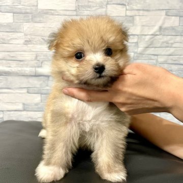 マルポメ(マルチーズ✖️ポメラニアン)【茨城県・男の子・2023年1月20日・オレンジ】の写真「毛量たっぷりの男の子」