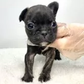 フレンチブルドッグ【茨城県・女の子・2024年3月9日・ブリンドル】の写真1「片方の耳が立ち始めました」
