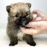 ポメマル(マルチーズ×ポメラニアン)【茨城県・男の子・2024年2月10日・セーブル】の写真1