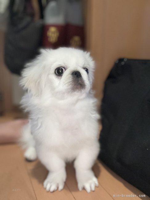 平山加月ブリーダーのブログ：4ヶ月になりました💖とても人懐っこい子たちです😊