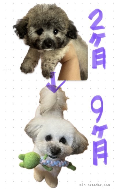 平山加月ブリーダーのブログ：成長比較画像です🐶巣立った子達みんな可愛く育ってます💖