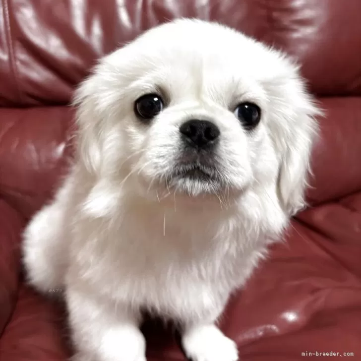 M.I 様のお迎えした子犬