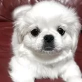 ペキニーズ【宮城県・女の子・2024年12月19日・ホワイト】の写真1