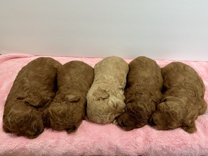 プードル専門犬舎🐩💕少数精鋭でご家庭でも飼いやすい子を育ててます🌟健康で元気なプードルに会いに来て🥰｜相原　貴子(あいはら　たかこ)ブリーダー(静岡県・トイプードル・JKC登録)の紹介写真1