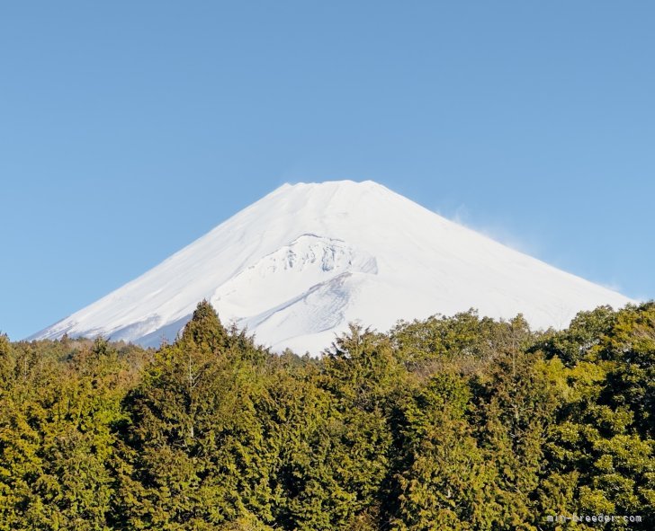相原　貴子(あいはら　たかこ)ブリーダー(静岡県・トイプードル・JKC登録)の紹介写真5
