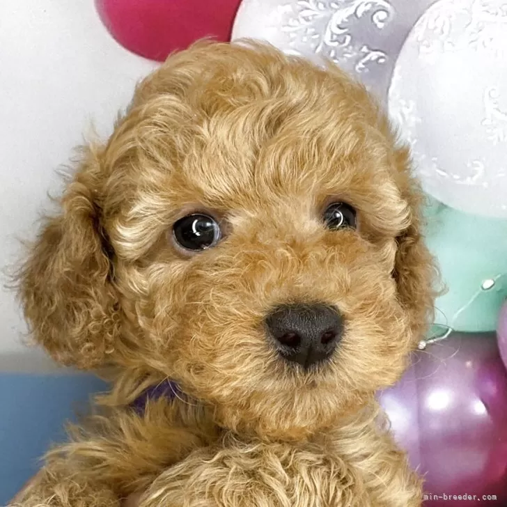 みさえ 様のお迎えした子犬