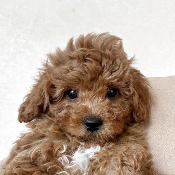 トイプードル(トイ)【静岡県・男の子・2025年3月3日・レッド】の写真「クリクリおめめの可愛い男の子💕💕」