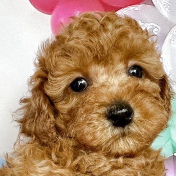 トイプードル(トイ)【静岡県・男の子・2025年4月21日・レッド】の写真「クリクリおめめ、可愛くなりました💕」