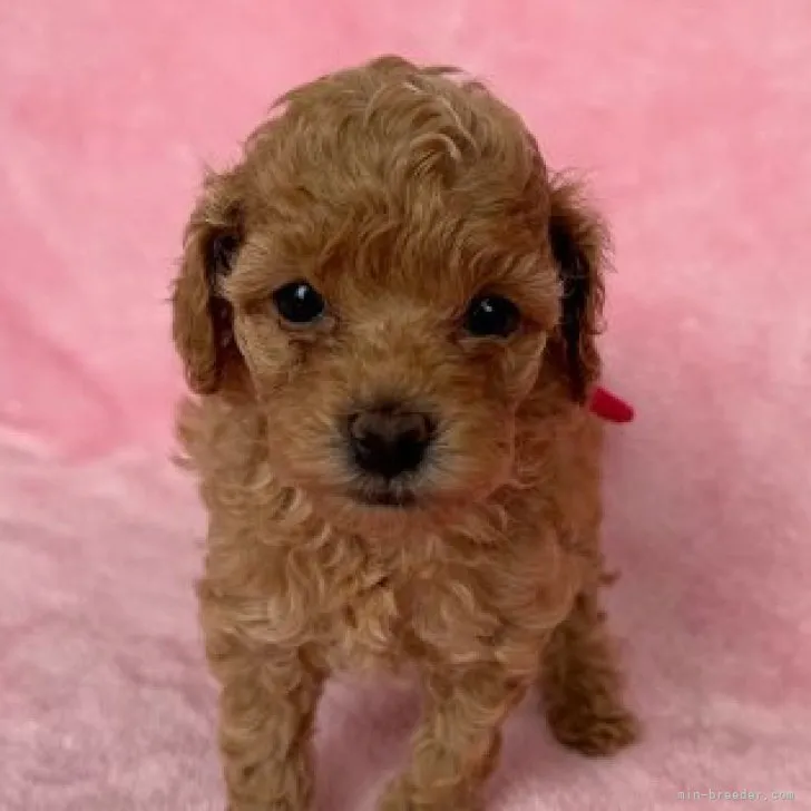 ID:2306-02474の子犬