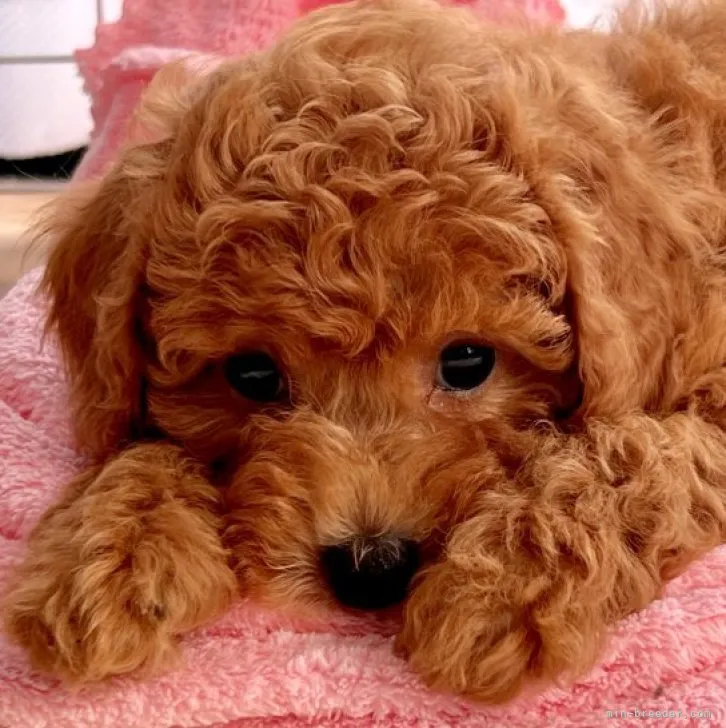 ID：2306-02522の子犬