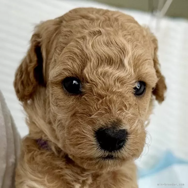 ID:2409-05973の子犬