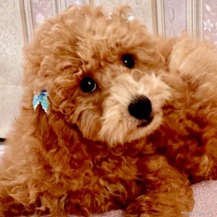 ID：2306-02476の子犬