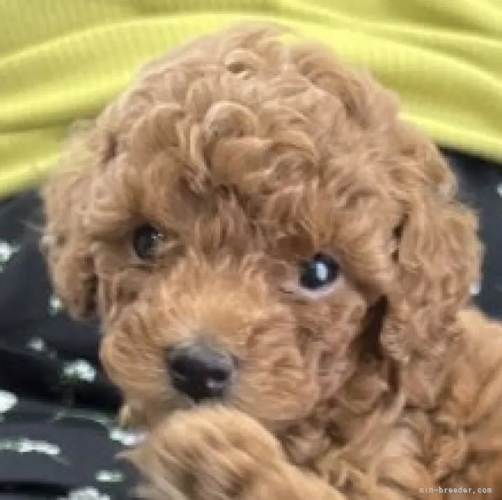ID:2306-02526の子犬