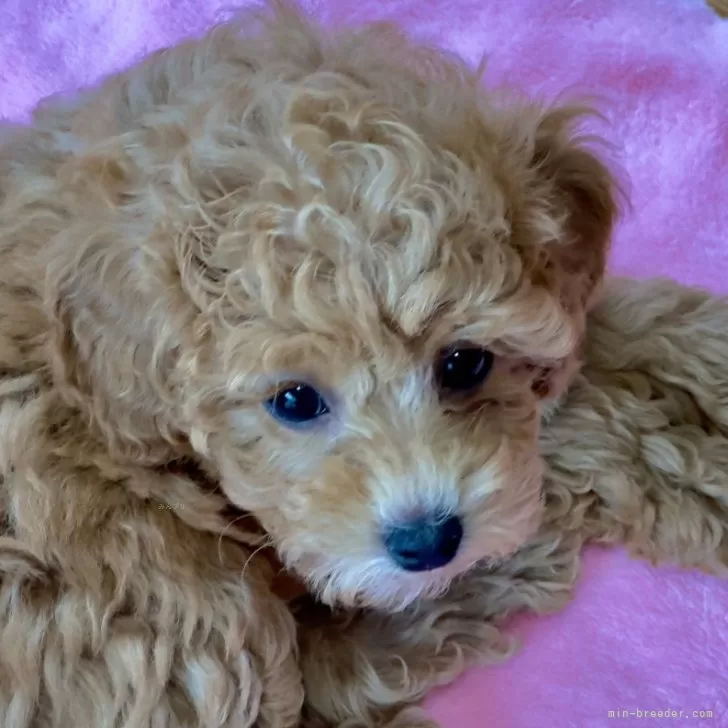 ID:2401-06150の子犬
