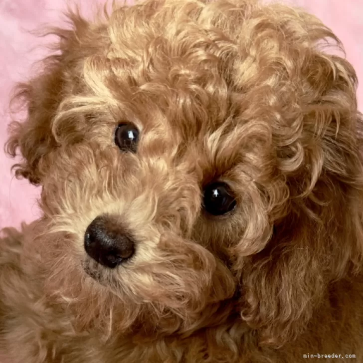 ID:2401-06180の子犬