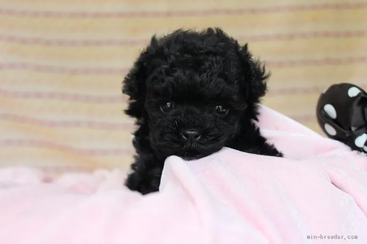 ID:2005-03418の子犬