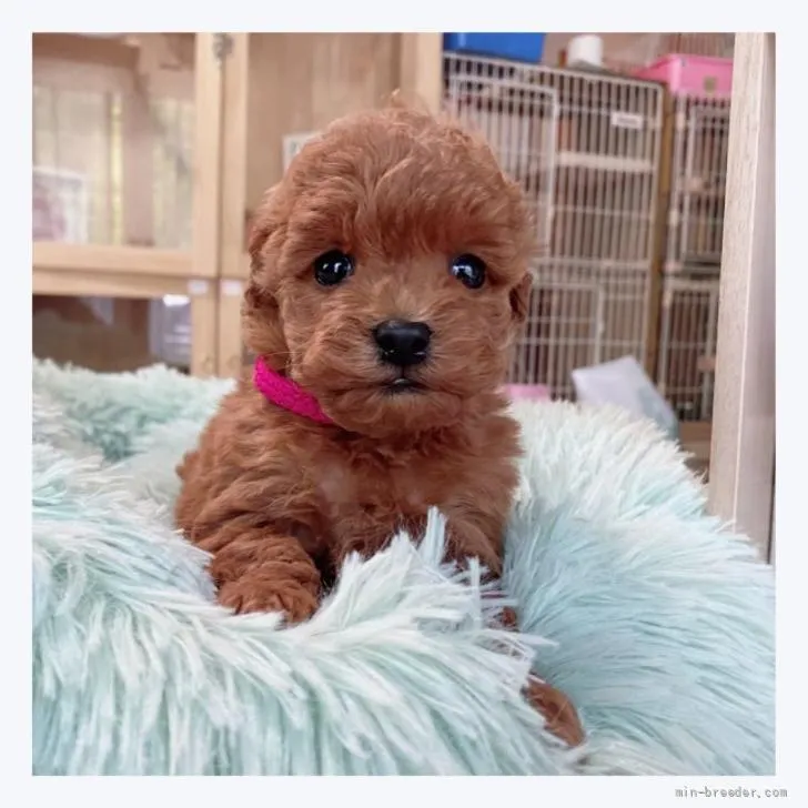 ID:2206-00863の子犬