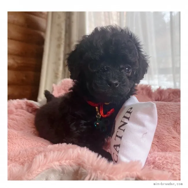 タイニープードル【長野県・女の子・2020年12月11日・ブラック】の写真1「1月26日撮影」