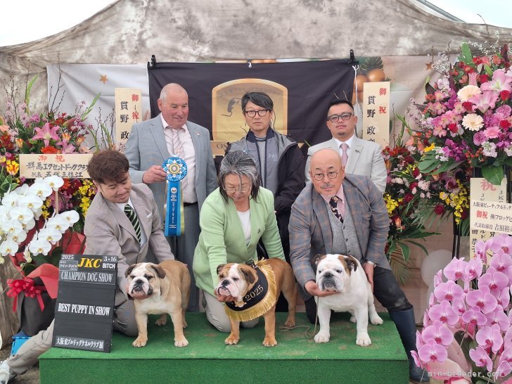 有名英国ブルドッグ犬舎の審査員より当犬舎繁殖兄妹等が高評価を頂きました。｜大塚　美穂(おおつか　みほ)ブリーダー(滋賀県・ブルドッグなど・JKC/日本犬保存会登録)の紹介写真2