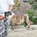 ブルドッグ【滋賀県・男の子・2025年6月23日・ブリンドル】の写真7「横から。」