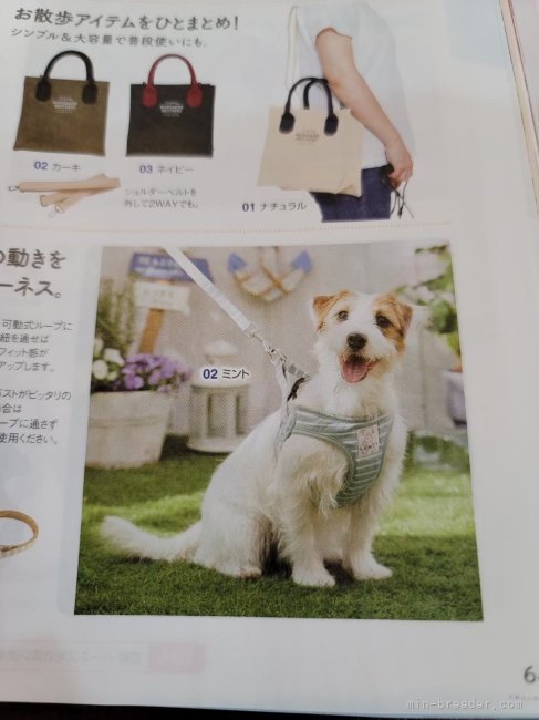 雑誌モデルのお母さん｜後藤　宏幸(ごとう　ひろゆき)ブリーダー(大阪府・ジャックラッセルテリアなど・JKC登録)の紹介写真6