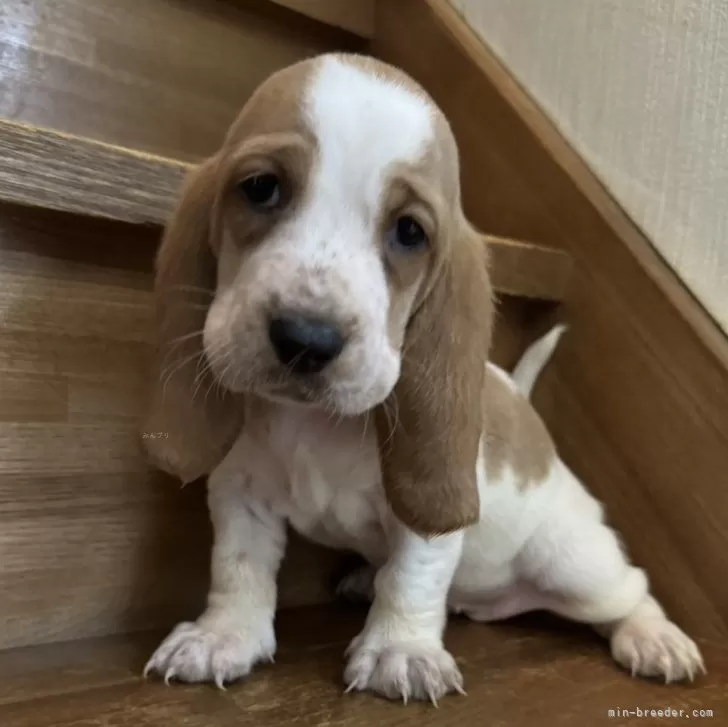 ID：2501-04704の子犬