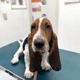 バセットハウンド