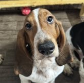 バセットハウンド