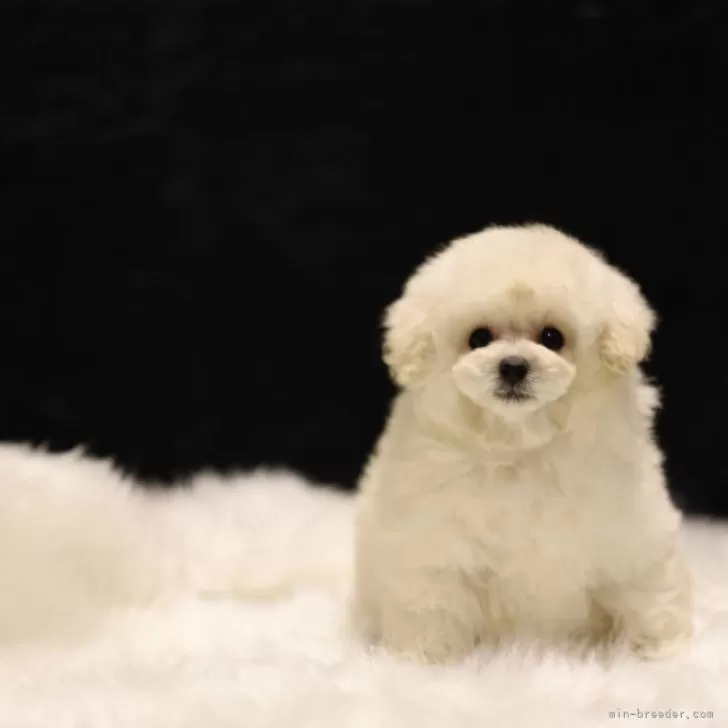 ID:2412-02935の子犬