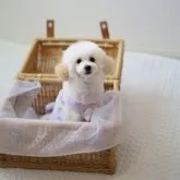 タイニープードル【福井県・女の子・2023年5月3日・ホワイト】の写真1