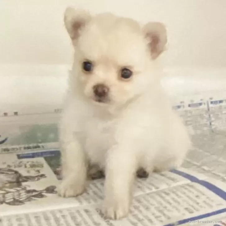 ID:2506-06356の子犬
