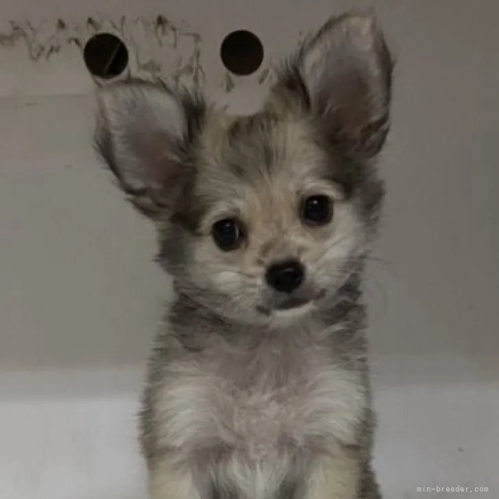 ID：2308-05400の子犬