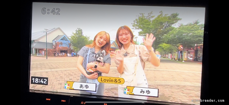 当犬舎出身の子がTVに出演しました〜(*^^*)｜後藤　春美(ごとう　はるよし)ブリーダー(栃木県・JKC登録)の紹介写真10