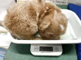 マルプー(トイプードル×マルチーズ)【栃木県・女の子・2025年3月25日・レッド&ホワイト】の写真11