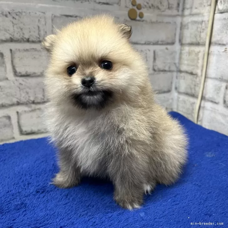 ID:2504-05887の子犬