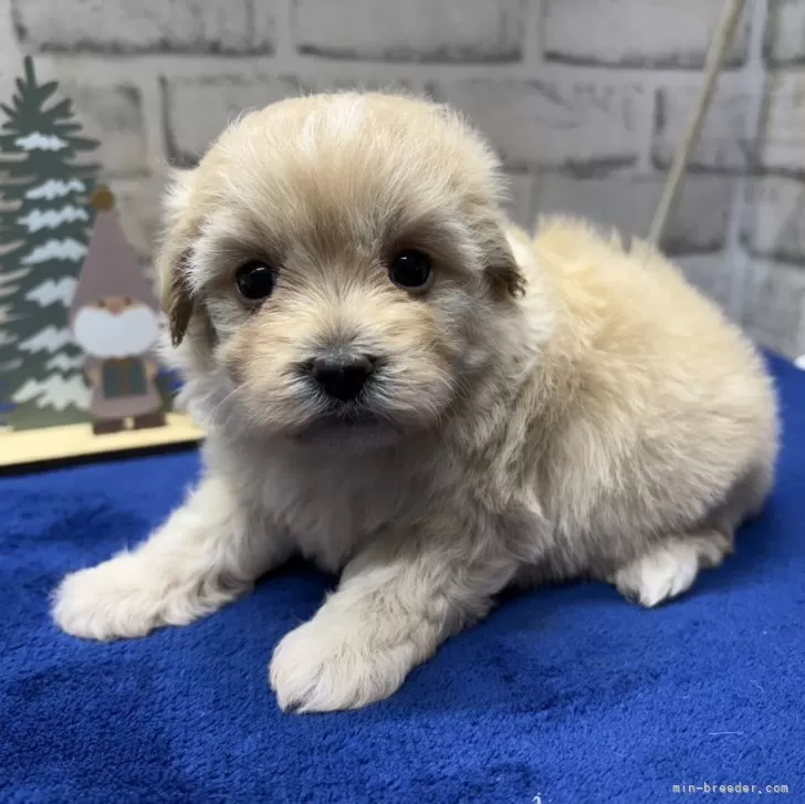 T.Ｉ 様のお迎えした子犬