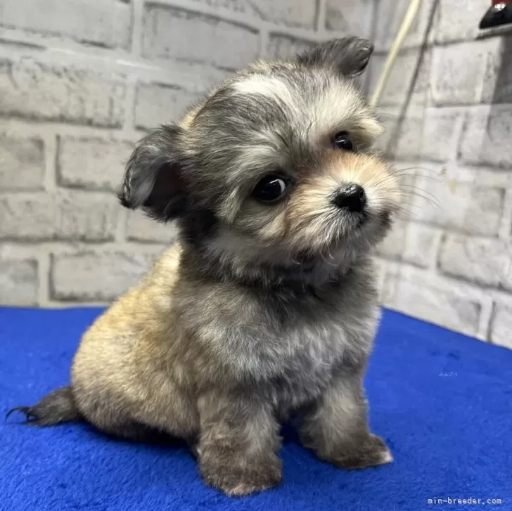 T.S 様のお迎えした子犬
