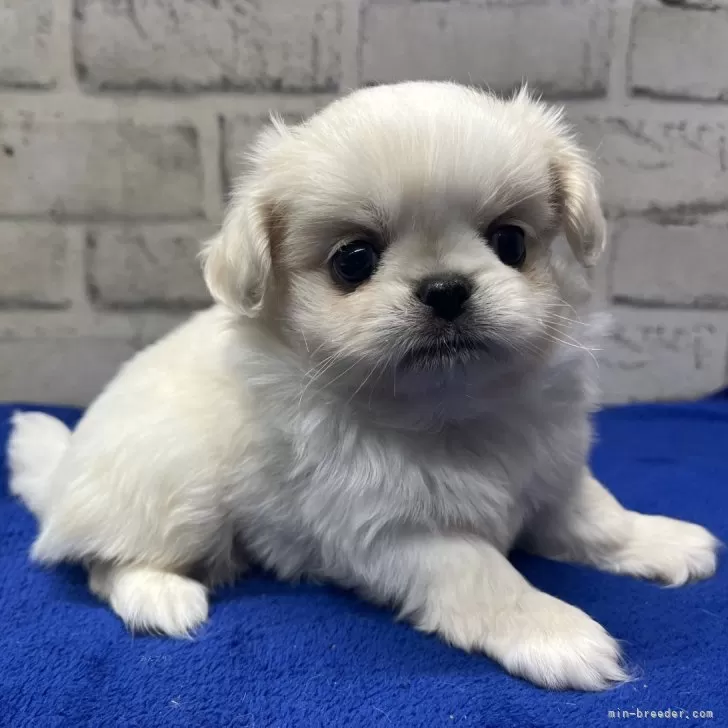 ID：2506-07840の子犬