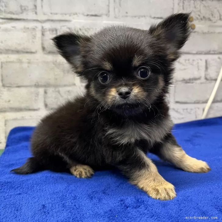 ID:2505-02370の子犬