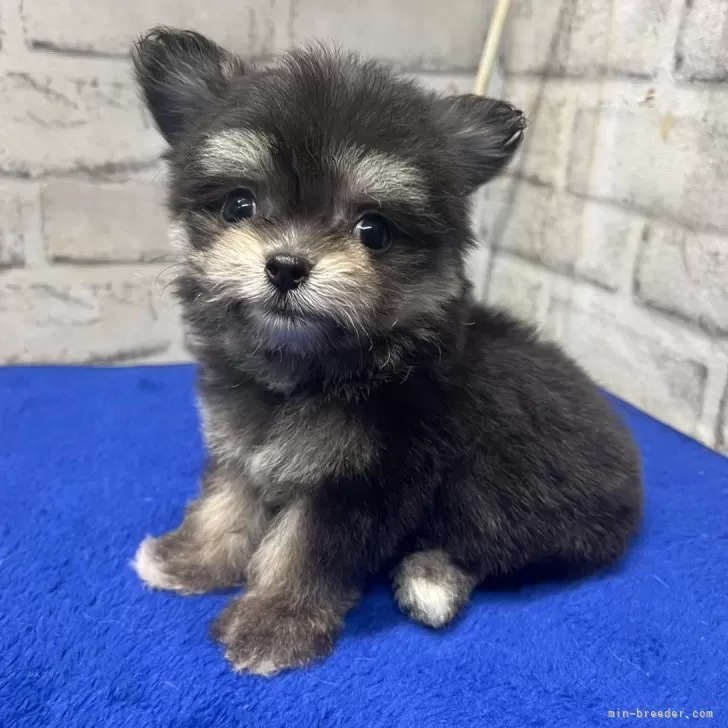 ID：2507-04495の子犬