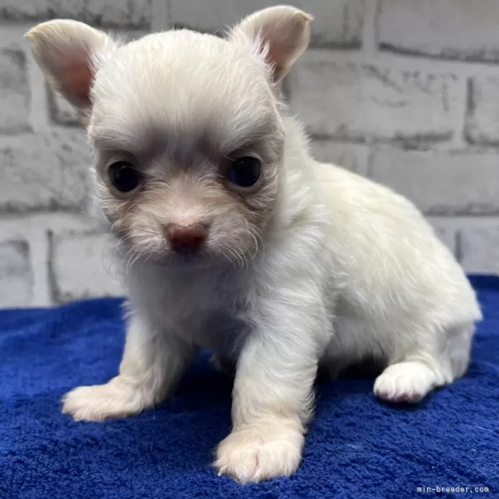ID:2501-05214の子犬