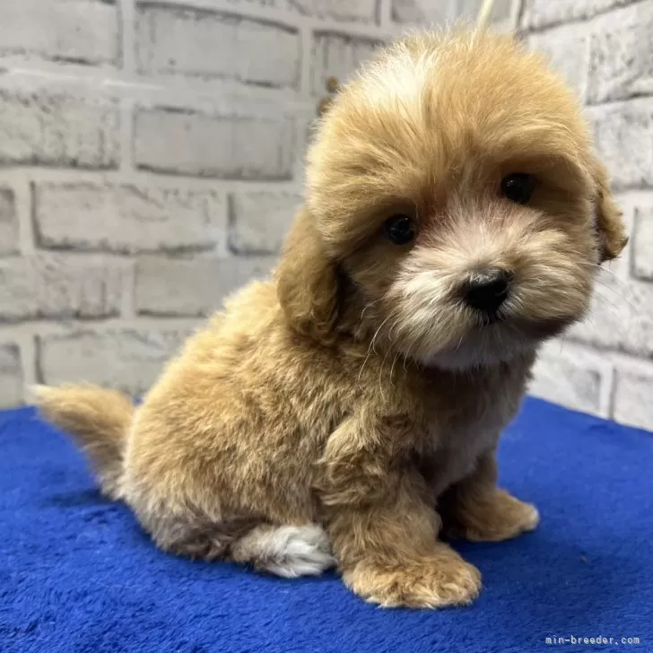 K.A 様のお迎えした子犬