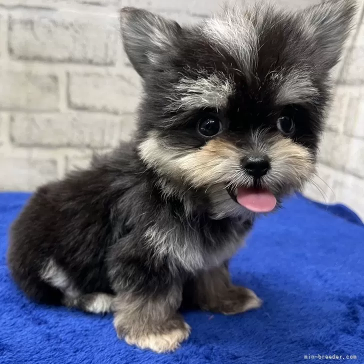 T.Y 様のお迎えした子犬